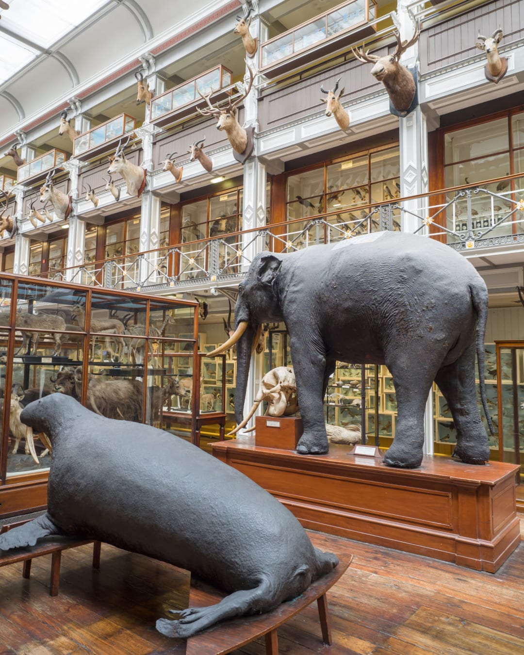 National Museum of Ireland - Natural History