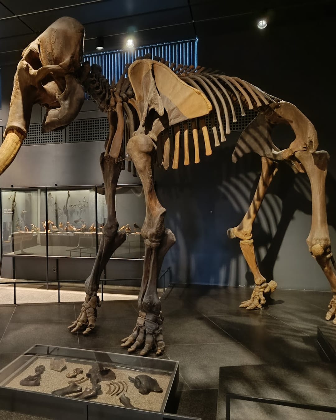 Musée zoologique de l'Université de Zurich