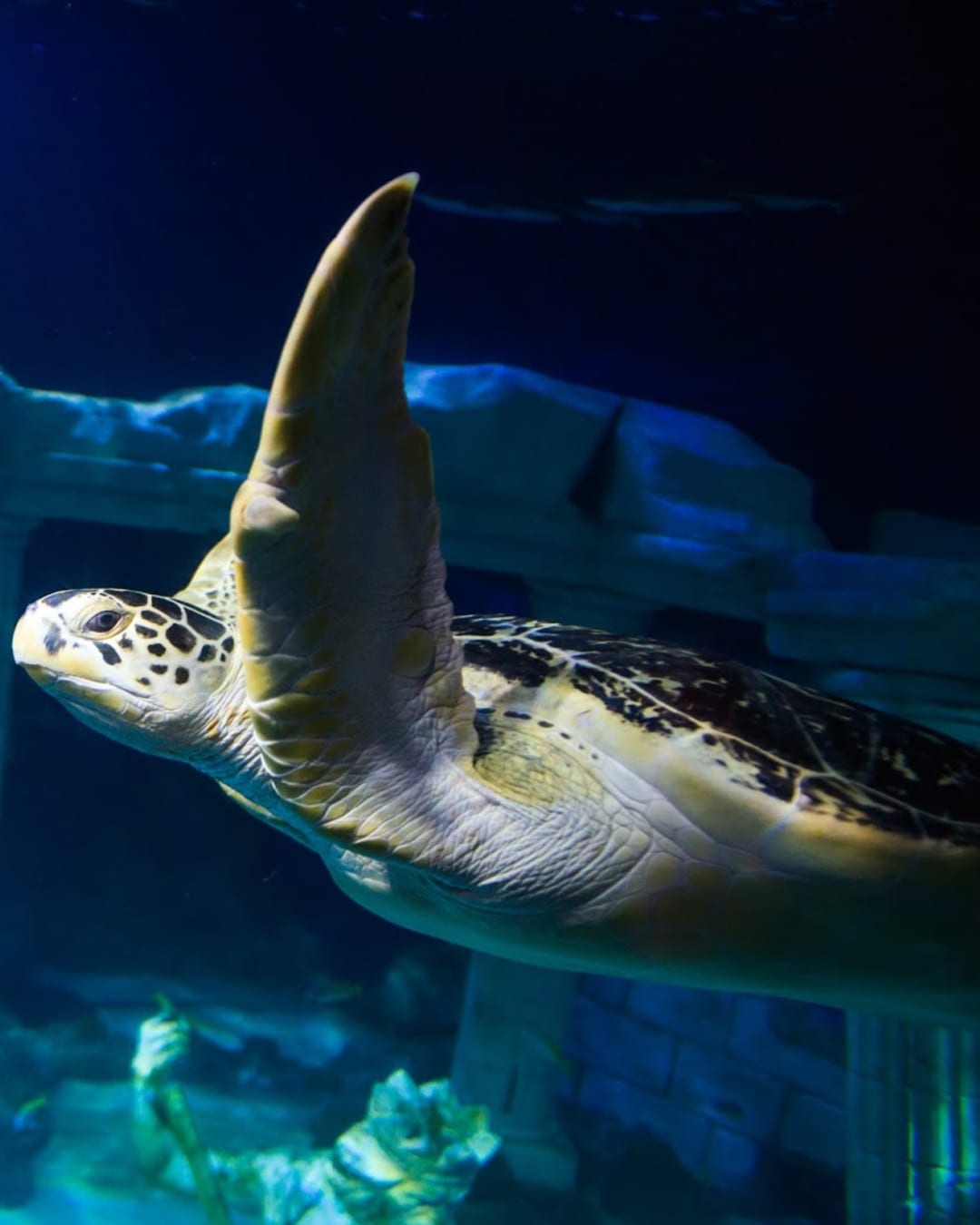 SEA LIFE Centre Porto