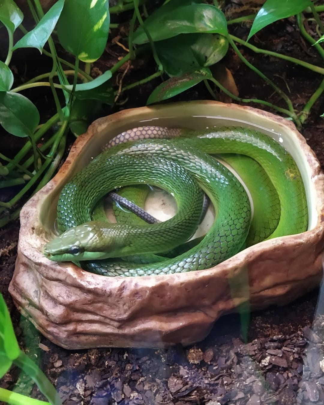 Oslo Reptile Park