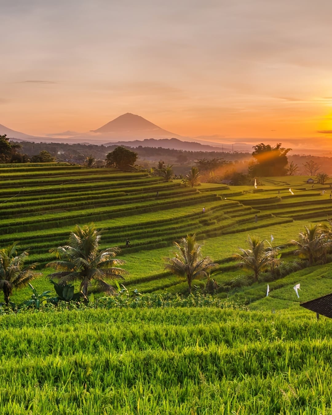 Ceking Rice Terrace