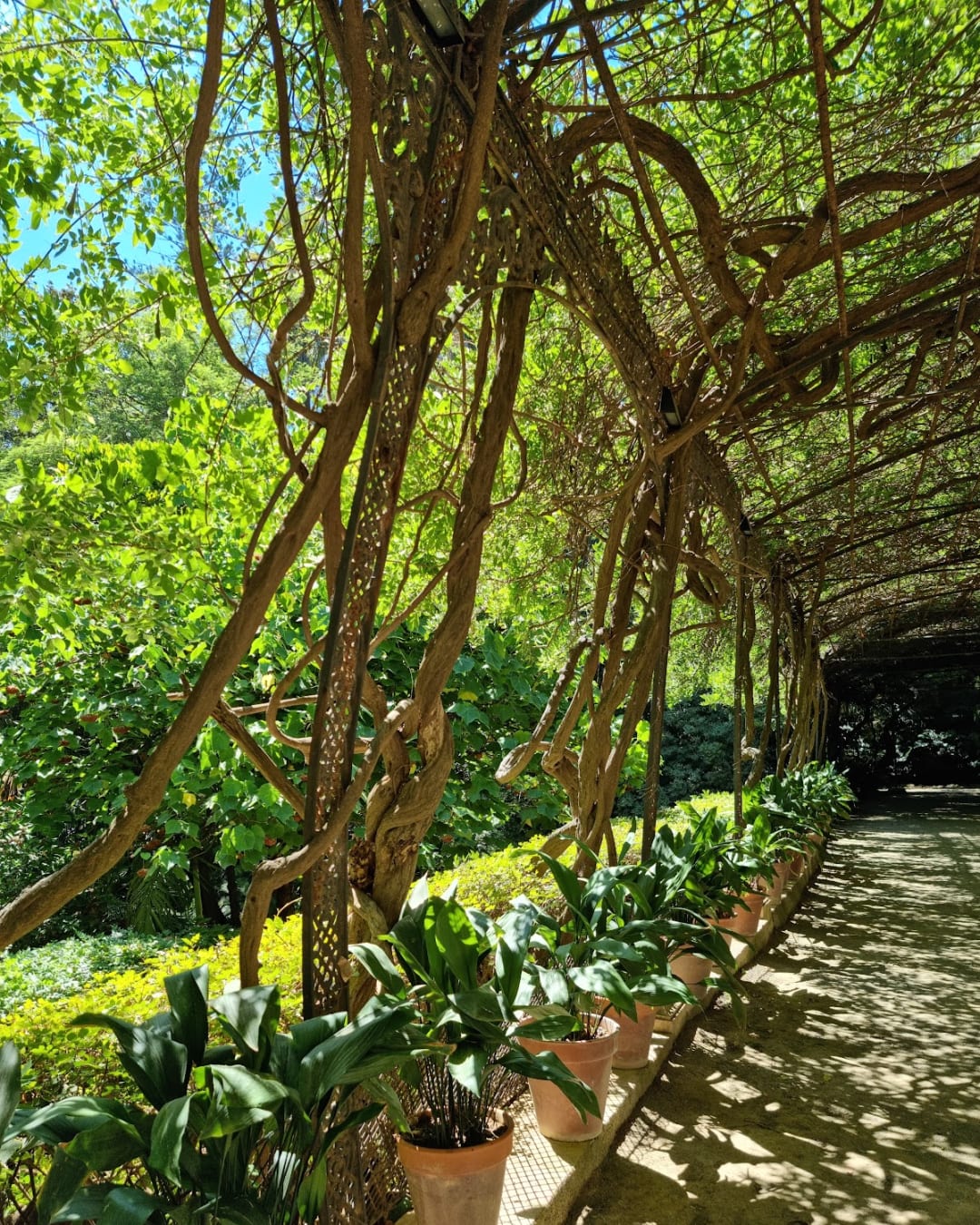 Jardin Botanique Historique La Concepción