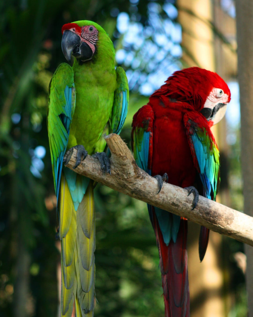 Bali Bird Park