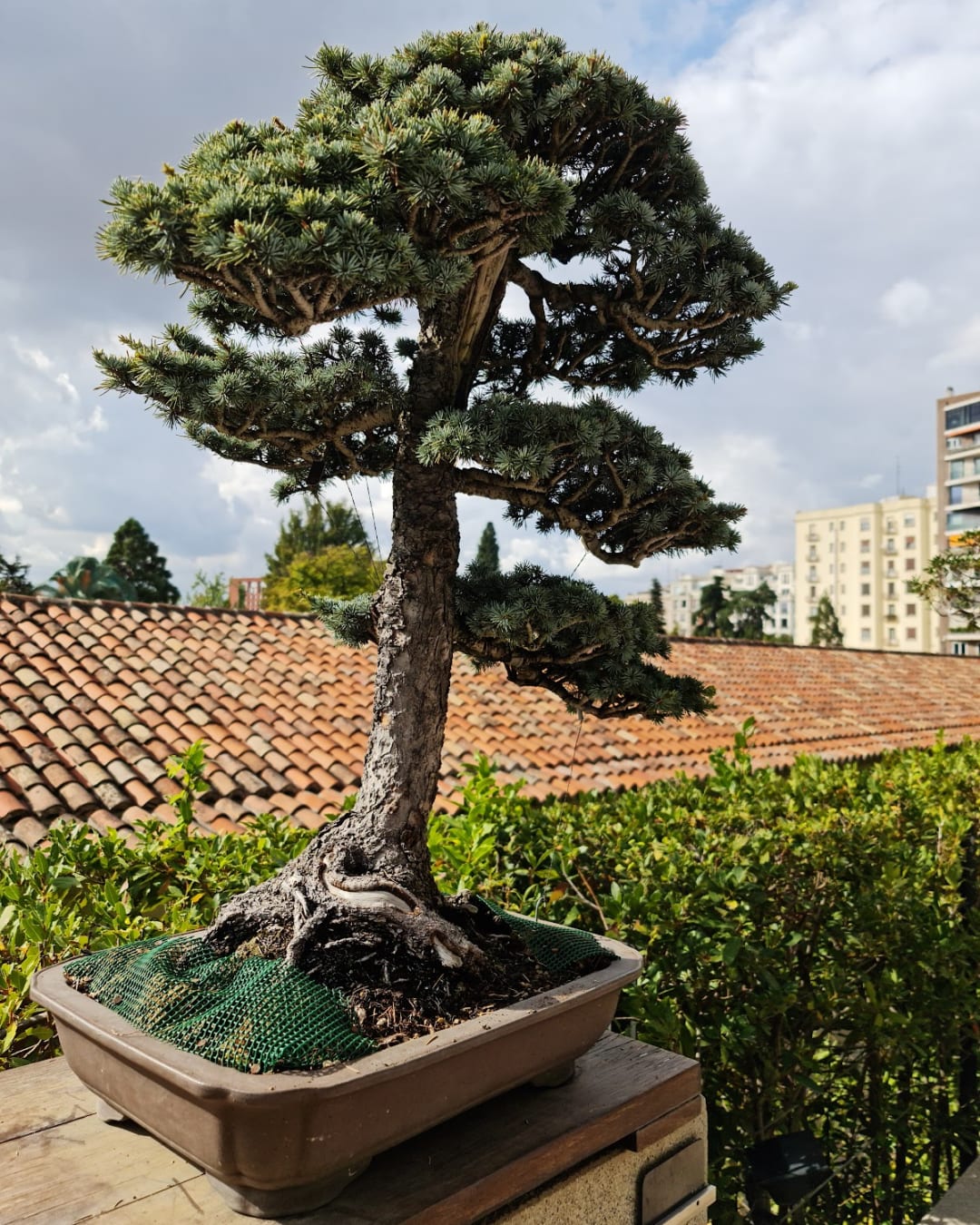 Jardin botanique royal de Madrid