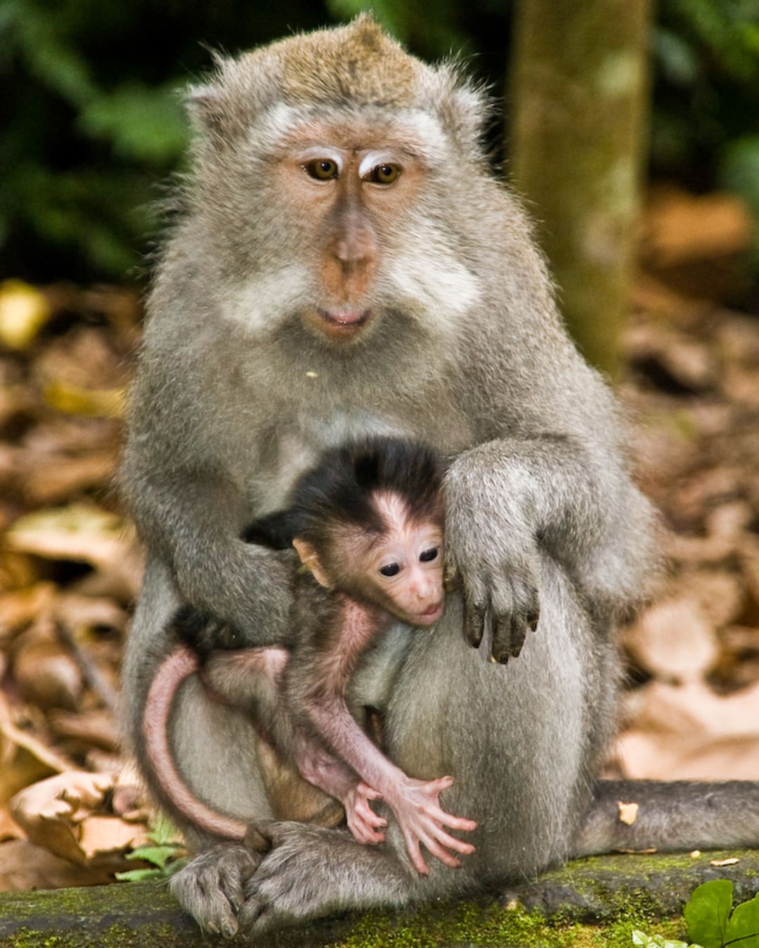 Forêt des singes d'Ubud