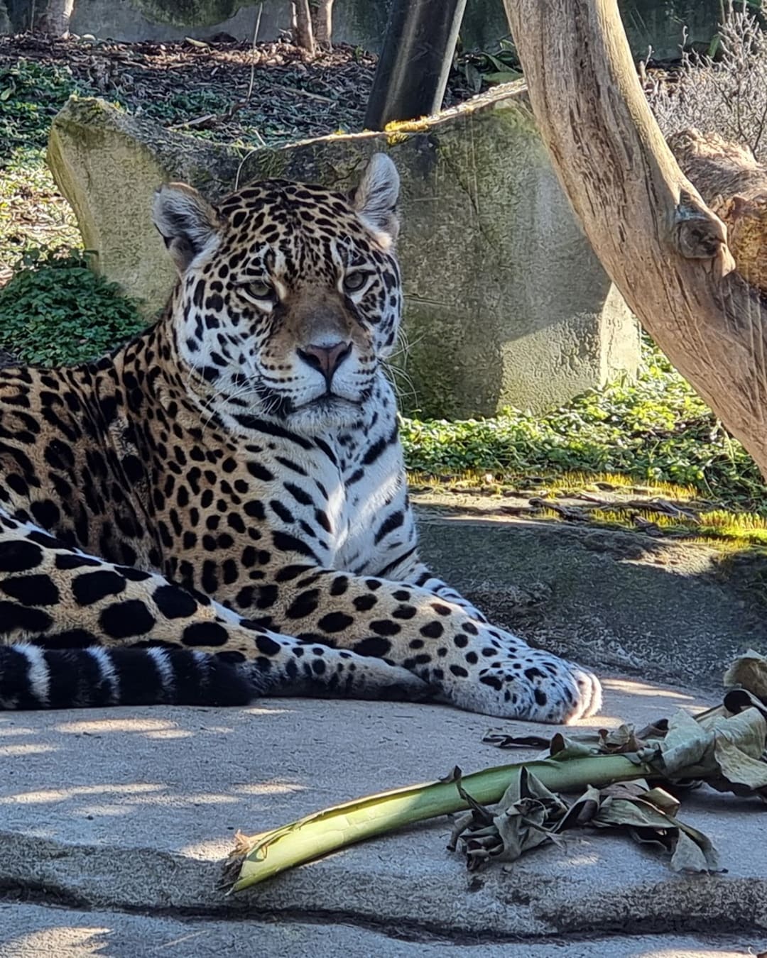 Parc zoologique de Paris