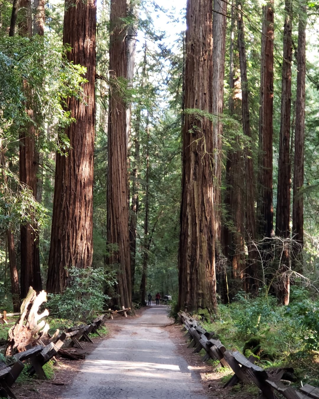 Armstrong Redwoods State Natural Reserve