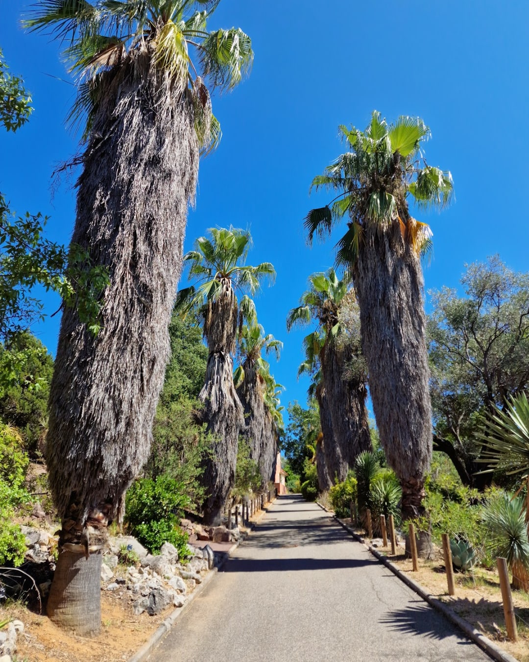 Jardin botanique de Nice