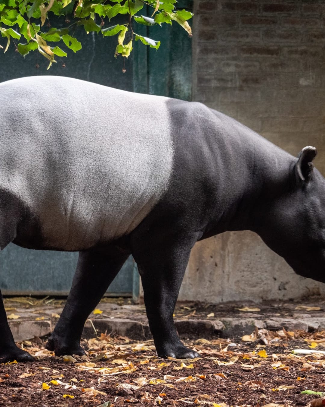 Ménagerie du Jardin des plantes