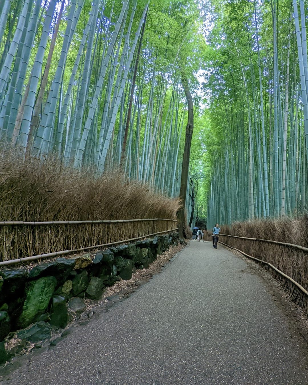 Forêt de bambous de Sagano